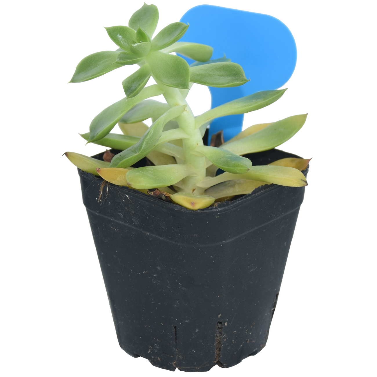 50PCS Garden Plant Labels Mark - Garden Journal Planner review and price